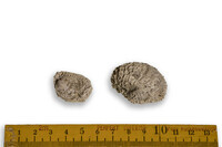 F 11568
<br/>
<br/>
<em></em>